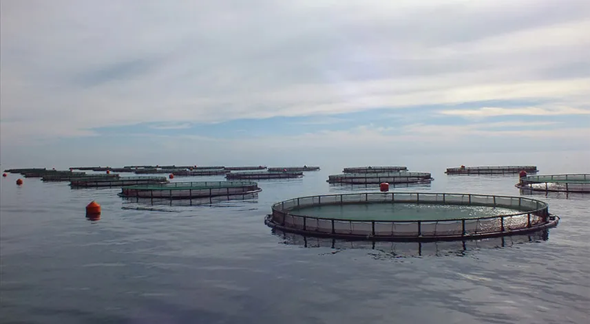 Su ürünleri yetiştiricilerine verilecek destekler belirlendi