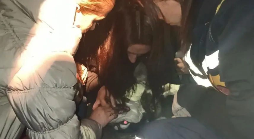 Artvin’de dumandan etkilenen köpek suni teneffüs ve kalp masajı ile hayata döndü