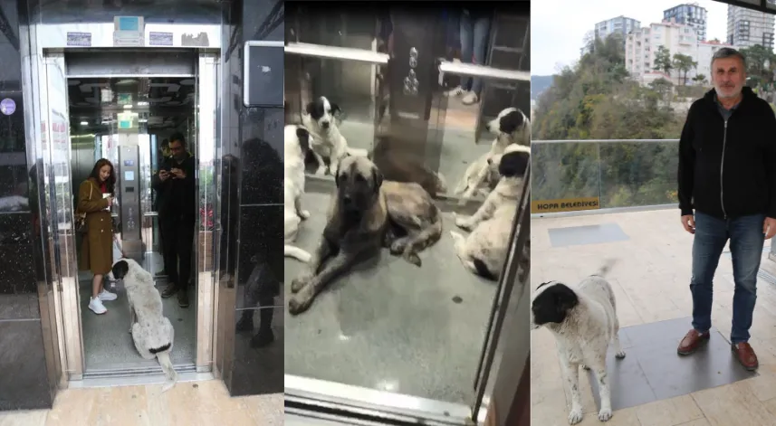 Bu köpekler bir mahalleden diğer mahalleye asansör ile gidiyor