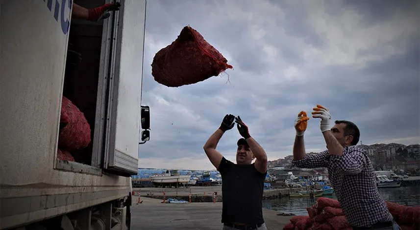 Türkiye'nin 11 aylık deniz salyangozu ihracatı 20,5 milyon doları aştı