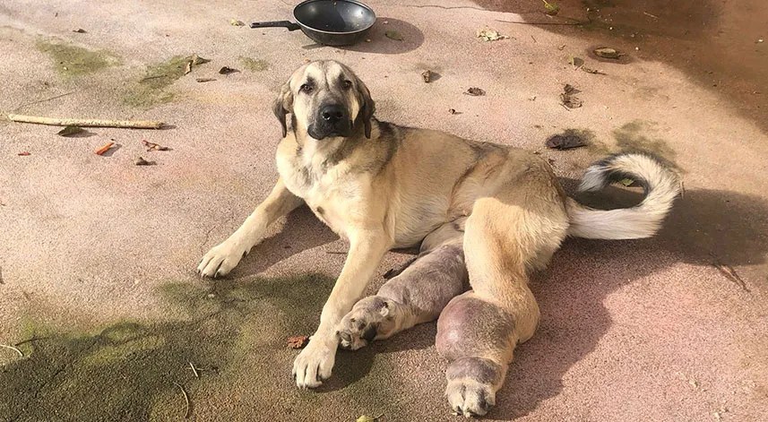 Rize’de hasta köpek tedavi için İstanbul'a gönderildi