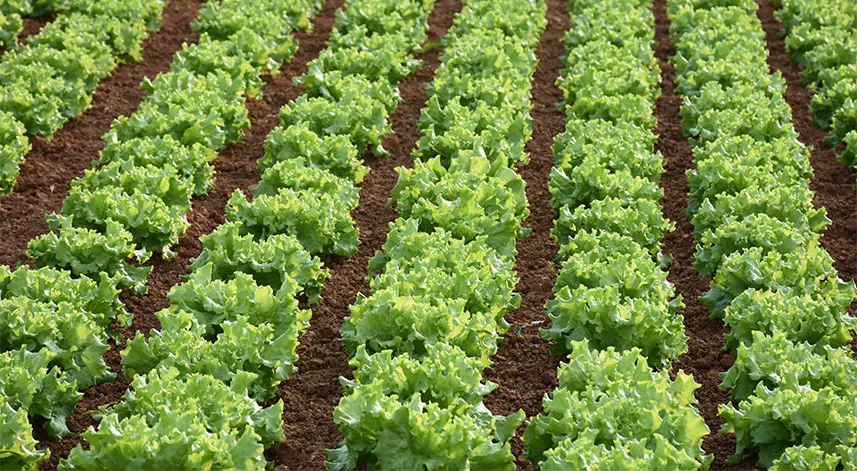 Trabzonlu üretici 4 bin metrekarede sebze yetiştiriyor