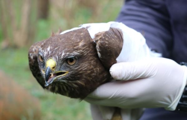 Avcıların vurduğu doğana tedavi