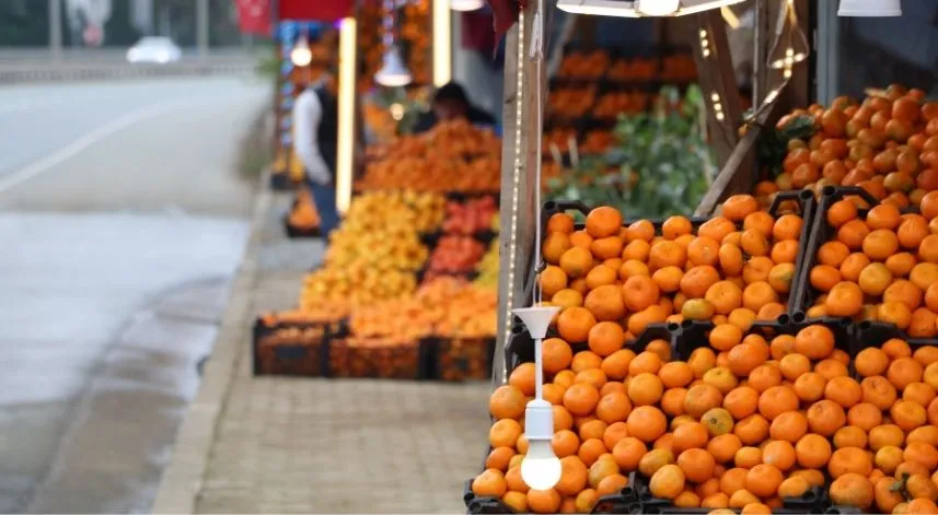 Derepazarı mandalinasında hasat iyi, satışlar kötü