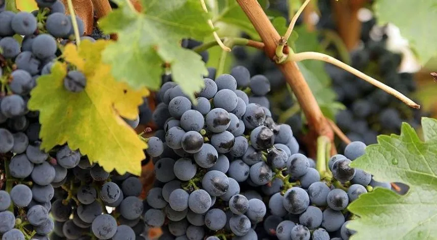 Rize'de yetişen kara üzümün faydaları nelerdir