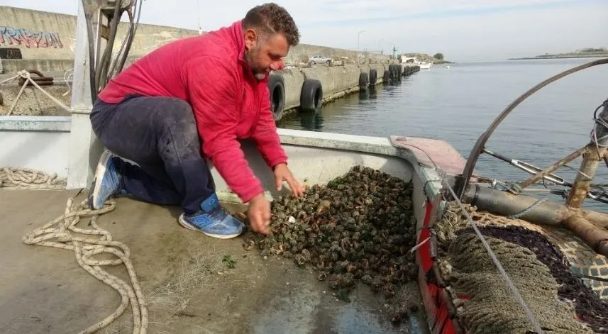 Deniz salyangozu ihracatı hamsiyi solladı