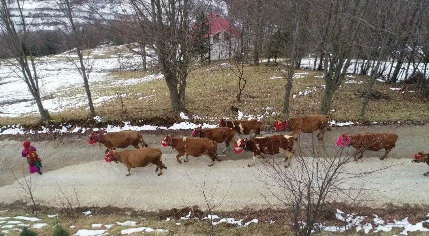Ahmet dede ve Raziye nine ömürlerinin 66 yılını hayvancılığa verdi