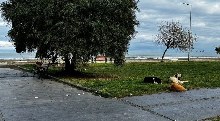 Samsun'un Atakum ilçesinde yaşayanlar sahildeki sahipsiz köpeklerden şikayetçi