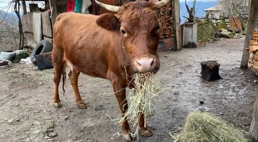 Türkiye-Gürcistan sınırında firari inek alarmı