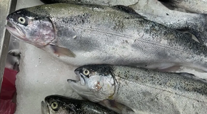 Doğal liman kenti Sinop'ta 2023'te 26 bin 631 ton Türk somonu üretildi