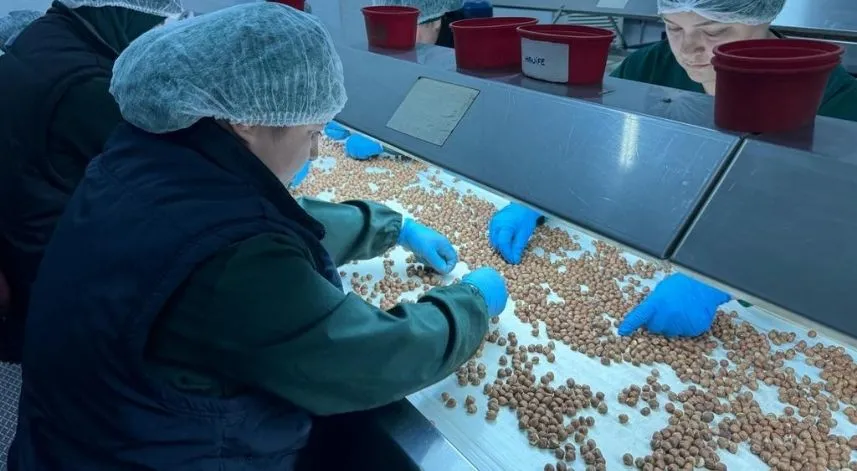 Türkiye'den Amerika'ya fındık ihracatının artırılması hedefleniyor