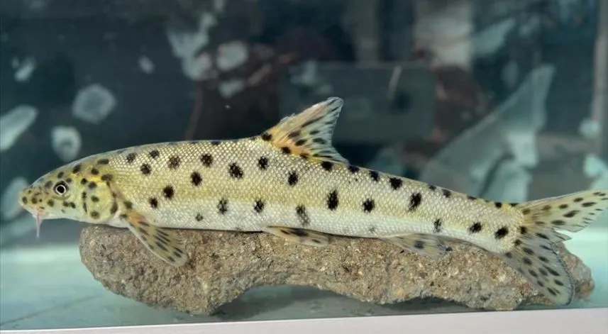 Kırmızı listede yer alan leopar sazanı, Türkiye sularında tespit edildi