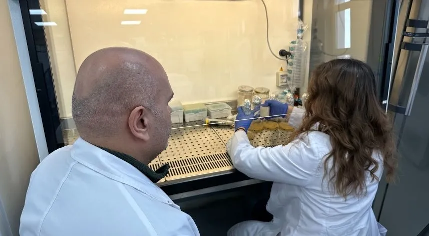 OMÜ'de kenevir atıklarından hayvan yemi üretilecek