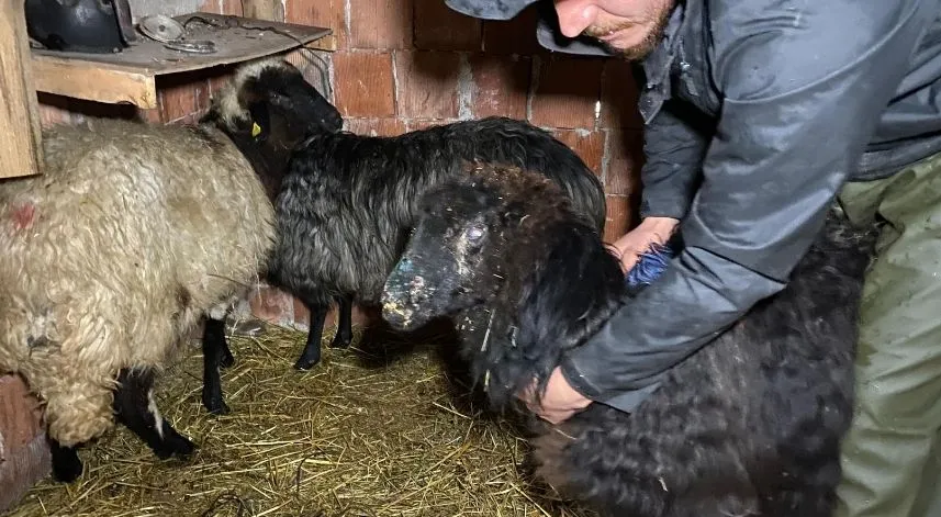 Küçükbaş hayvanlarda çiçek hastalığı alarmı