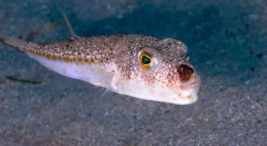 Rize'ye yeni tehdit: İstilacı Balon Balığı yaklaşıyor