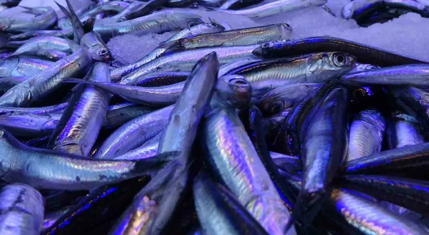 2 günlük av yasağı hamsiye yaradı