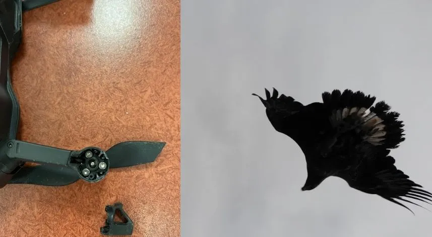 Artvin’de kartal dronu böyle avladı