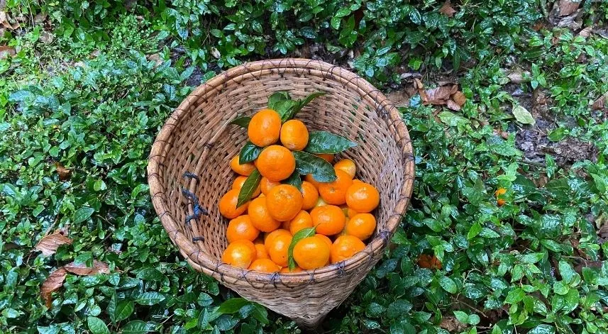 Artvin'in Kemalpaşa ilçesinde üretilen mandalinalar lezzeti ve iriliği ile dikkat çekiyor