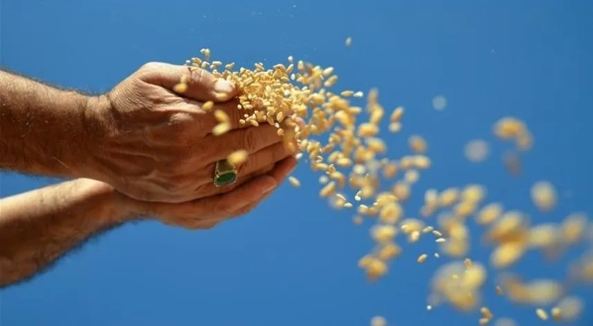 Ocak ayında hububat, bakliyat, yağlı tohumlar ihracatı 1,03 milyar dolar oldu