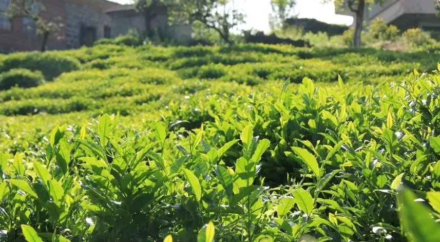 ÇAYKUR'dan budama oranı açıklaması