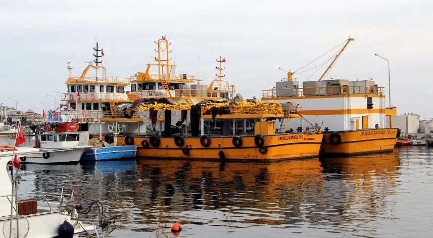 Sinop'ta balıkçılar, aynı saatte denize açılıp aynı saatte limana dönüyor