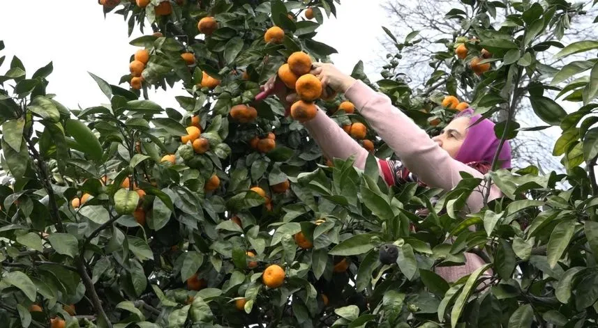 Rizeli çiftçilerin geçim kaynağı yazın çay, kışın mandalina