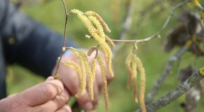 Kışın sıcak geçtiği Karadeniz'de gelecek bir ay fındık için kritik