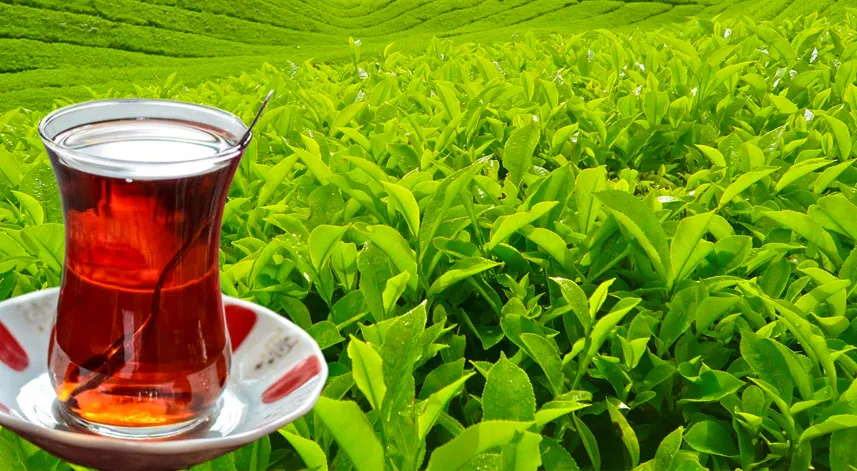 Çay İçmek Ömrü Uzatıyor