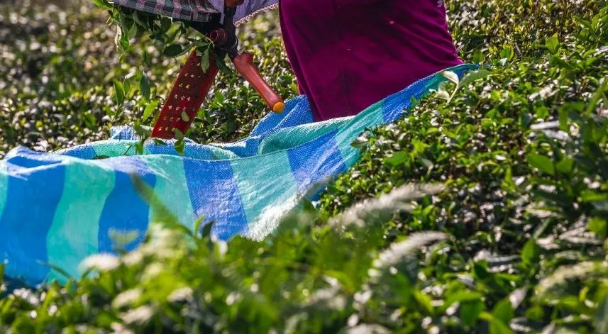 Rize Ziraat Odası yaş çay fiyatını hesapladı