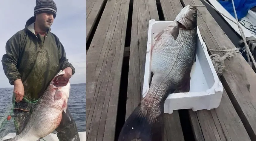 Bir balıkçının ağına 15 kilogramlık levrek takıldı