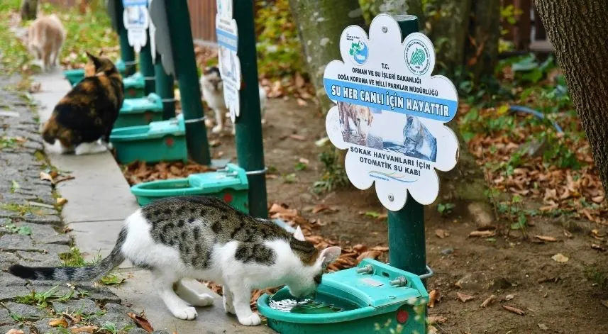 Samsun'da 2023 yılında barınaktaki 507 hayvan sahiplendirildi