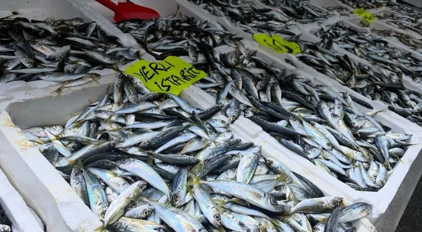 Balık tezgahlarında istavrit bolluğu yaşanıyor