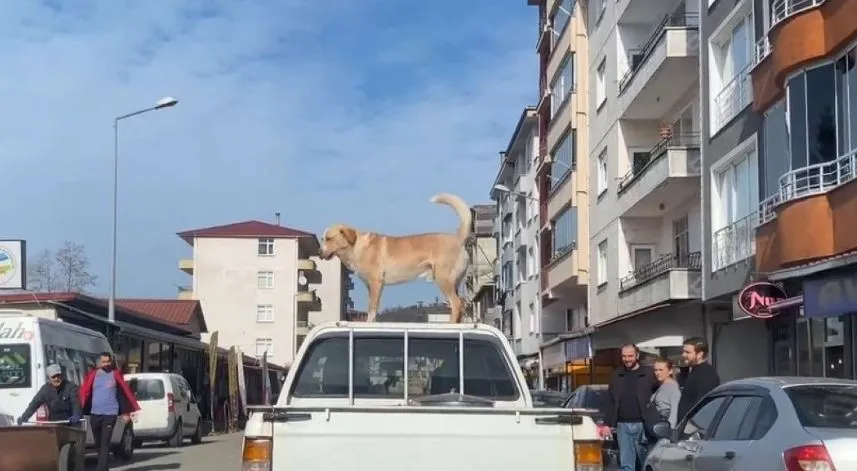 Bu köpeğin en büyük tutkusu kamyonetin tavanında yolculuk etmek