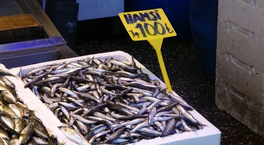 Hamsi sezonu erken kapatıyor