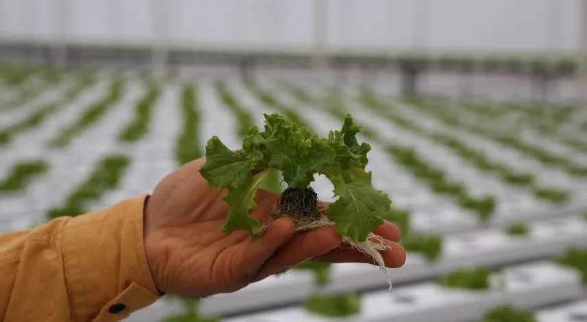 Rizeli iki arkadaş topraksız tarımla marul üretimine başladı