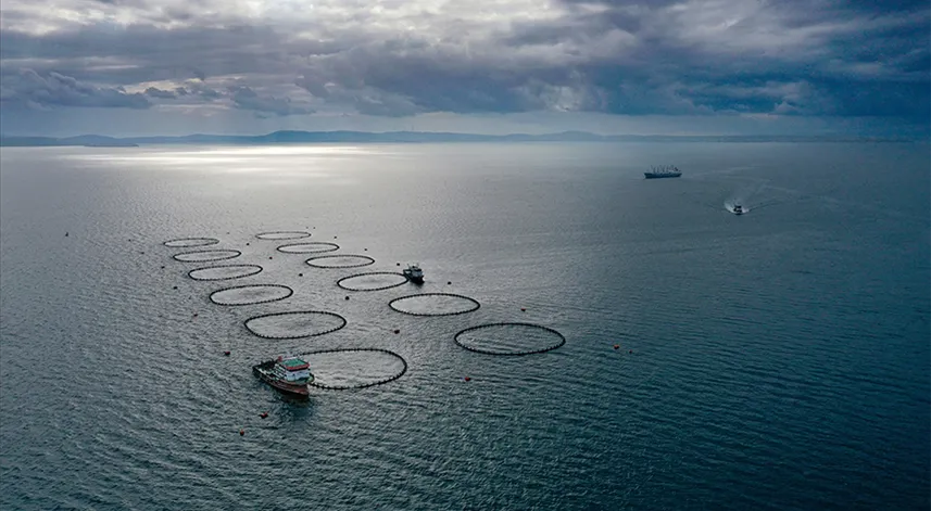 Türkiye balıkçılıkta geçen yıl 1 milyon tonla rekor kırdı