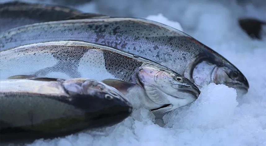 Doğu Karadeniz'in 2 aylık Türk somonu ihracatı yüzde 24 arttı