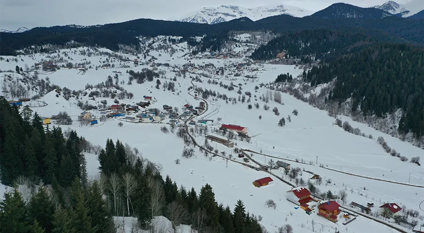 Artvin'de ladin ağaçlarının kurumasına neden olan sekiz dişli kabuk böceğiyle mücadele
