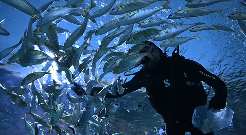 Trabzon Akvaryum'u ziyaretçiler en fazla balıkların beslenme saatlerinde geziyor