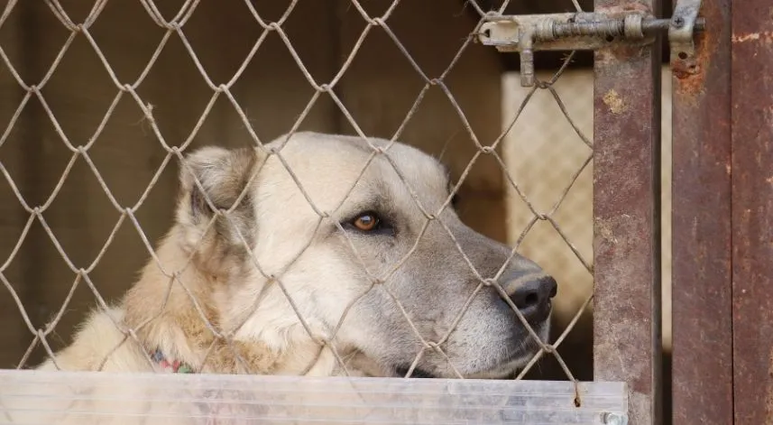 Sokak köpeklerinde kurt özellikleri görülmeye başladı