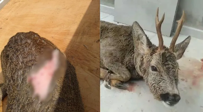 Karacayı köpeklerin elinden yaralı kurtardı