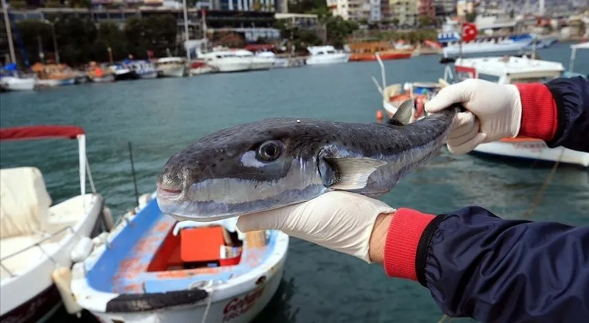Bu balığı tutanlara devlet destek verecek 