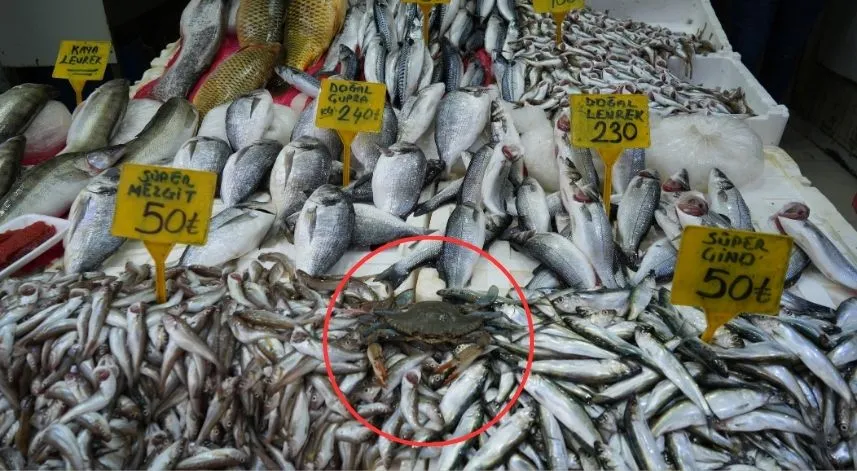 Karadeniz'de 'mavi yengeç' tehlikesi