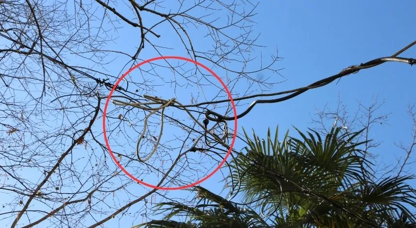 Rizeliler, ağaca bağlanan elektrik telinden şikayetçi