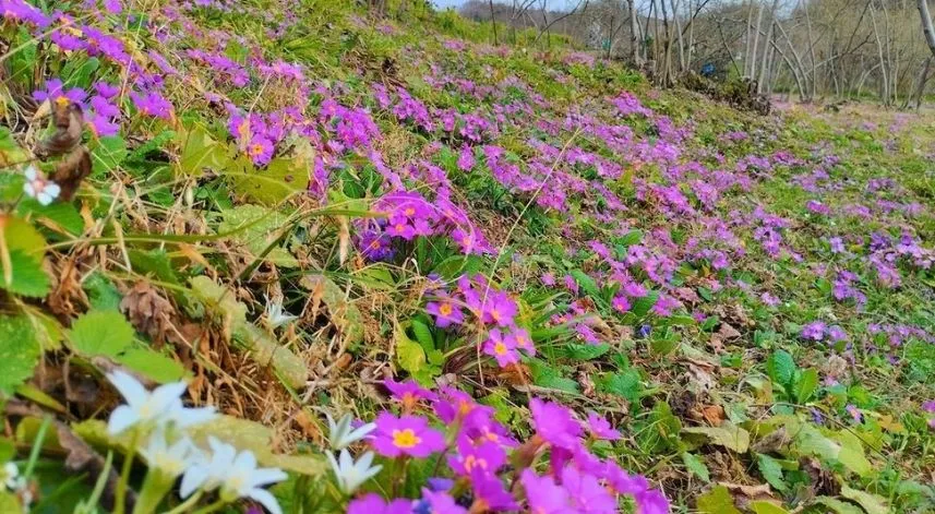 Fındık bahçelerinde menekşeler açmaya başladı