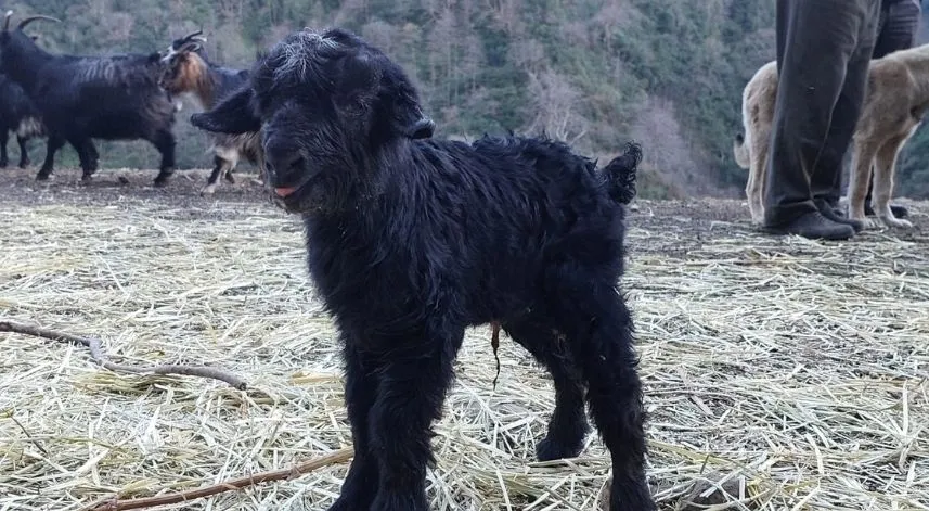 Rize'de koyun ve keçi türleri koruma altına alınıyor