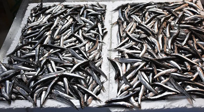 Türkiye'nin 2 aylık hamsi ihracatı 2,1 milyon doları aştı