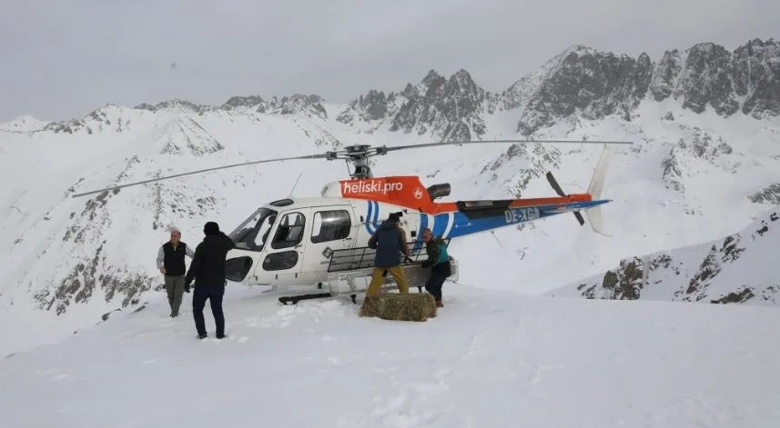 Dağ keçileri için Kaçkarlar'a helikopterle yem taşındı