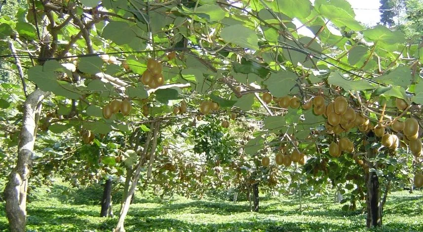 Rize'de kivi gübreleme sezonu başladı 