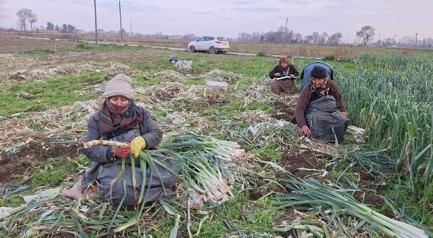Bafra Ovası'nda pırasa hasadında sona gelindi